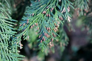 Chamaecyparis lawsoniana (2) (1200 x 800)